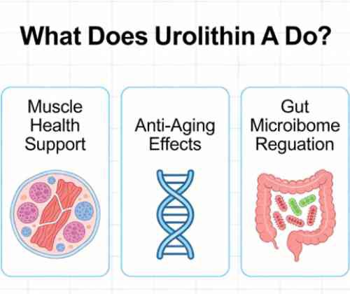 What Does Urolithin A Do What Does Urolithin A Do