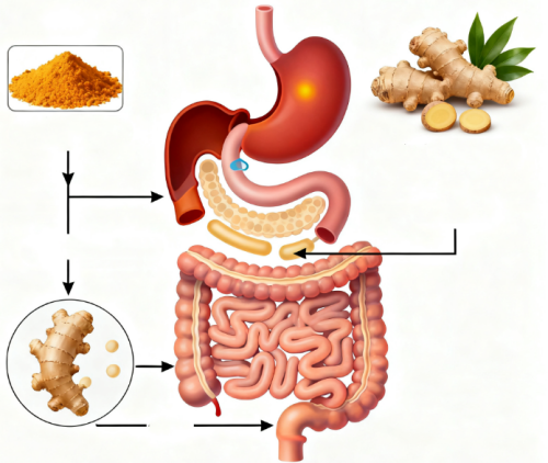 curcumin absorb curcumin absorb