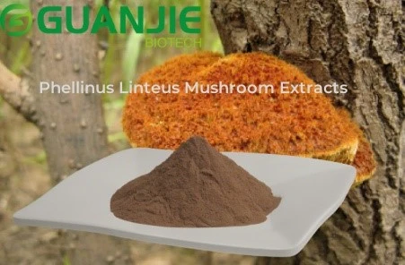 Phellinus Linteus Mushroom Extracts Phellinus Linteus Mushroom Extracts